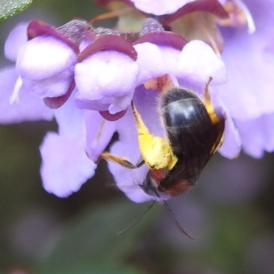 Lasioglossum (Callalictus) callomelittinum (Halictid bee) at Acton, ACT - 9 Nov 2022 by HelenCross