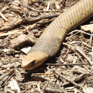 Pseudonaja textilis at Acton, ACT - 9 Nov 2022