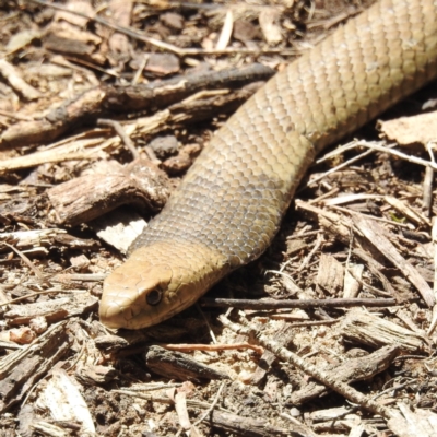 Pseudonaja textilis (Eastern Brown Snake) at Acton, ACT - 9 Nov 2022 by HelenCross