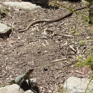 Pseudonaja textilis at Acton, ACT - 9 Nov 2022