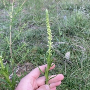 Reseda luteola at Fyshwick, ACT - 9 Nov 2022