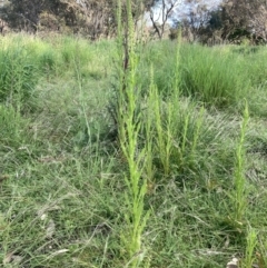 Reseda luteola at Fyshwick, ACT - 9 Nov 2022