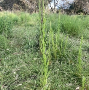 Reseda luteola at Fyshwick, ACT - 9 Nov 2022