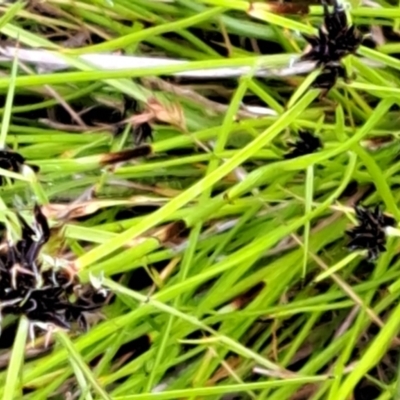 Schoenus apogon (Common Bog Sedge) at Watson, ACT - 9 Nov 2022 by abread111