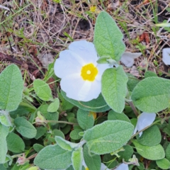 Cistus salviifolius at Watson, ACT - 9 Nov 2022