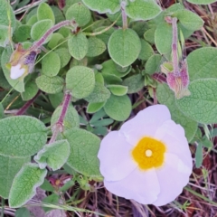 Cistus salviifolius at Watson, ACT - 9 Nov 2022