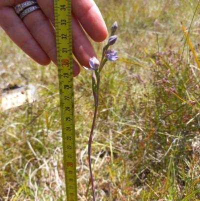 Thelymitra pauciflora (Slender Sun Orchid) at Throsby, ACT - 7 Nov 2022 by mlech