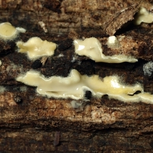 Gliocladium sp. 'on wood' at Weetangera, ACT - 27 Mar 2021