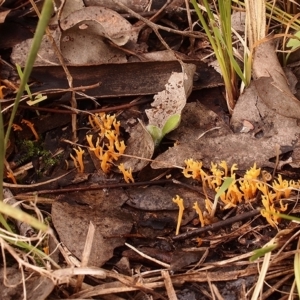 Ramariopsis crocea at Cook, ACT - 14 Jun 2021 03:27 PM