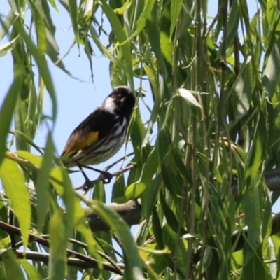 Phylidonyris niger X novaehollandiae (Hybrid) (White-cheeked X New Holland Honeyeater (Hybrid)) at Jerrabomberra Wetlands - 8 Nov 2022 by RodDeb