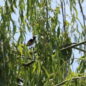 Phylidonyris niger X novaehollandiae (Hybrid) at Fyshwick, ACT - 8 Nov 2022 01:15 PM