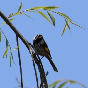 Phylidonyris niger X novaehollandiae (Hybrid) at Fyshwick, ACT - 8 Nov 2022 01:15 PM