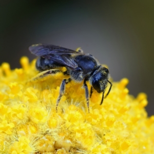 Lasioglossum (Chilalictus) sp. (genus & subgenus) at Page, ACT - suppressed