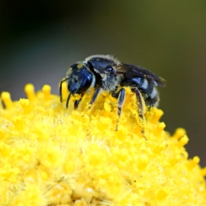 Lasioglossum (Chilalictus) sp. (genus & subgenus) at Page, ACT - suppressed