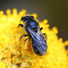 Lasioglossum (Chilalictus) sp. (genus & subgenus) at Page, ACT - suppressed