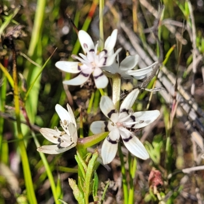 Wurmbea dioica subsp. dioica (Early Nancy) at Dunlop, ACT - 9 Nov 2022 by trevorpreston