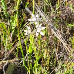 Wurmbea dioica subsp. dioica at Dunlop, ACT - 9 Nov 2022