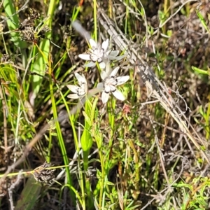 Wurmbea dioica subsp. dioica at Dunlop, ACT - 9 Nov 2022