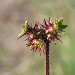 Acaena x ovina (Sheep's Burr) at Dunlop Grasslands - 9 Nov 2022 by trevorpreston