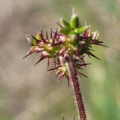 Acaena x ovina at Dunlop, ACT - 9 Nov 2022