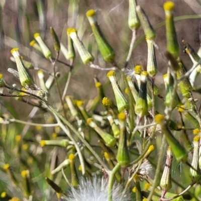 Senecio quadridentatus (Cotton Fireweed) at Dunlop Grasslands - 9 Nov 2022 by trevorpreston