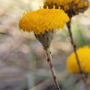 Leptorhynchos squamatus subsp. squamatus at Dunlop, ACT - 9 Nov 2022