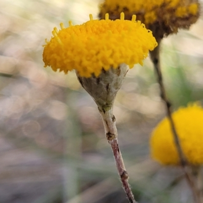 Leptorhynchos squamatus subsp. squamatus (Scaly Buttons) at Dunlop, ACT - 9 Nov 2022 by trevorpreston