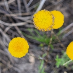 Leptorhynchos squamatus subsp. squamatus at Dunlop, ACT - 9 Nov 2022