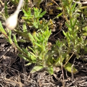 Leptorhynchos squamatus subsp. squamatus at Dunlop, ACT - 9 Nov 2022 04:09 PM