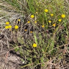 Leptorhynchos squamatus subsp. squamatus at Dunlop, ACT - 9 Nov 2022