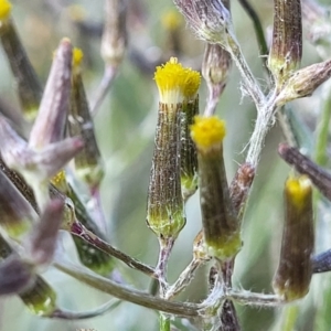 Senecio quadridentatus at Dunlop, ACT - 9 Nov 2022