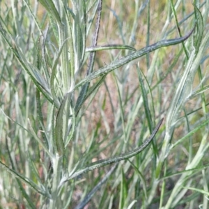 Senecio quadridentatus at Dunlop, ACT - 9 Nov 2022