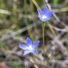 Wahlenbergia multicaulis (Tadgell's Bluebell) at Dunlop Grasslands - 9 Nov 2022 by trevorpreston