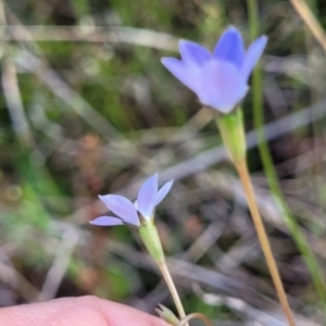 Wahlenbergia multicaulis at Dunlop, ACT - 9 Nov 2022