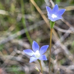 Wahlenbergia multicaulis at Dunlop, ACT - 9 Nov 2022