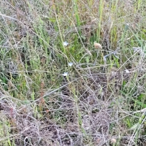 Wahlenbergia multicaulis at Dunlop, ACT - 9 Nov 2022