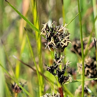 Schoenus apogon (Common Bog Sedge) at Dunlop, ACT - 9 Nov 2022 by trevorpreston