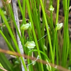 Isolepis (genus) (Club-rush) at Dunlop, ACT - 9 Nov 2022 by trevorpreston