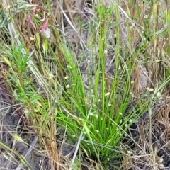 Isolepis sp. at Dunlop, ACT - 9 Nov 2022