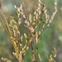 Juncus sarophorus (Broom Rush) at Dunlop, ACT - 9 Nov 2022 by trevorpreston