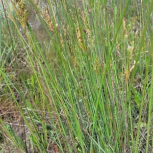 Juncus sarophorus at Dunlop, ACT - 9 Nov 2022 03:58 PM