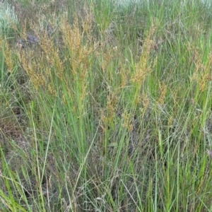 Juncus sarophorus at Dunlop, ACT - 9 Nov 2022 03:58 PM