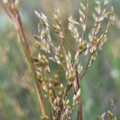 Juncus sarophorus at Dunlop, ACT - 9 Nov 2022 03:58 PM