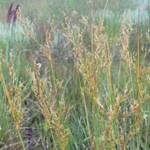 Juncus sarophorus at Dunlop, ACT - 9 Nov 2022 03:58 PM