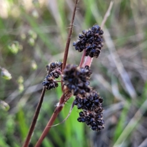 Luzula densiflora at Dunlop, ACT - 9 Nov 2022 03:57 PM