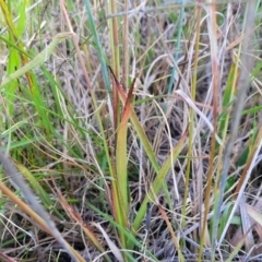 Luzula densiflora at Dunlop, ACT - 9 Nov 2022 03:57 PM