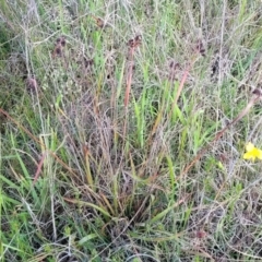 Luzula densiflora at Dunlop, ACT - 9 Nov 2022 03:57 PM