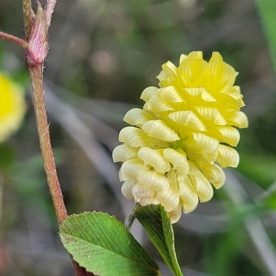 Trifolium campestre (Hop Clover) at Dunlop Grasslands - 9 Nov 2022 by trevorpreston