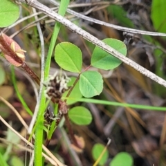 Trifolium campestre at Dunlop, ACT - 9 Nov 2022 03:55 PM