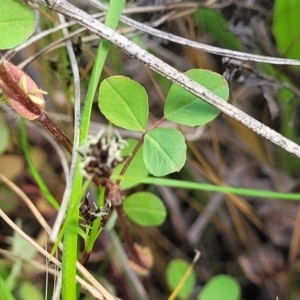 Trifolium campestre at Dunlop, ACT - 9 Nov 2022 03:55 PM